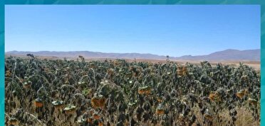 خسارت سرمای زودرس به مزارع شهرستان آباده
