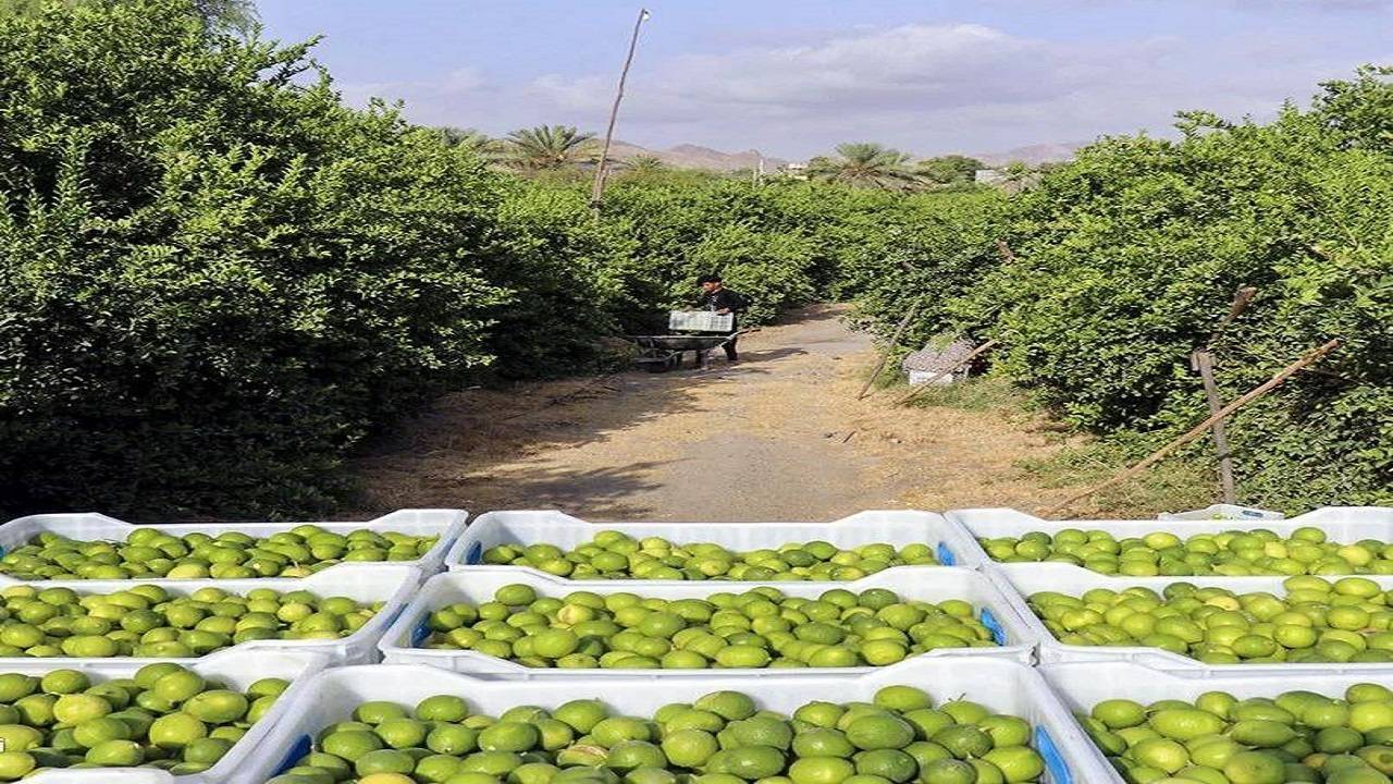 پیام فارس