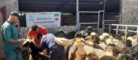 اجرای رزمایش جهاد دامپزشکی در مناطق محروم بیضا