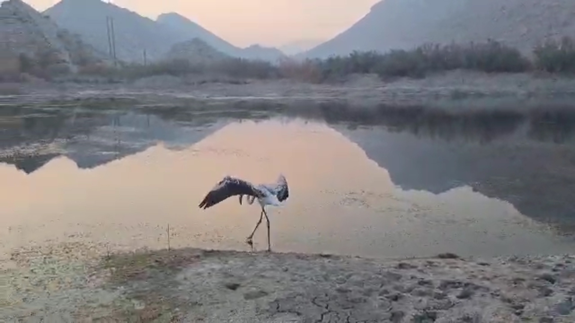 پیام فارس