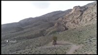 تک درخت بنه ۴۰۰ ساله در ارسنجان نماد مقاومت و پایداری