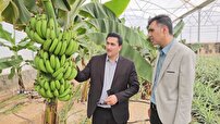 افزایش کشت گلخانه ای میوه های استوایی در جنوب شرق فارس