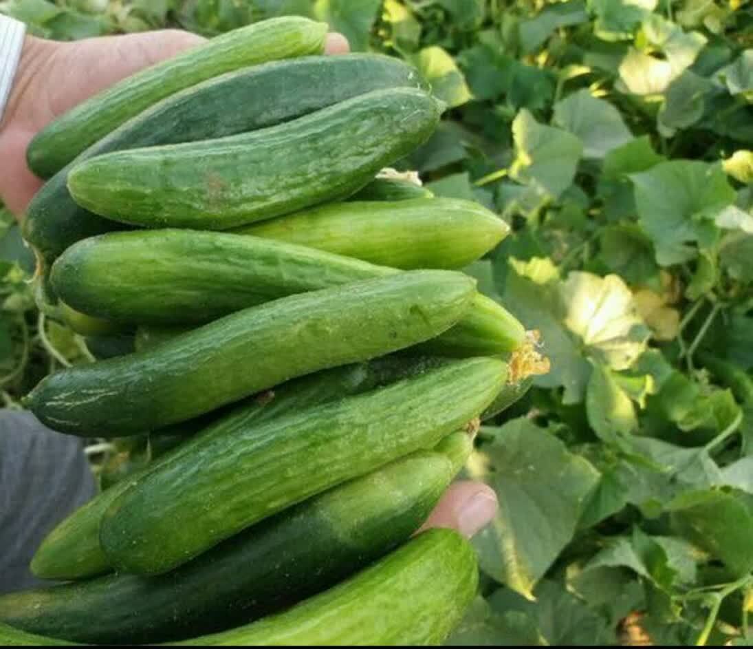 پیش بینی برداشت ۷۰۰ تن خیار پاییزه در جنوب فارس