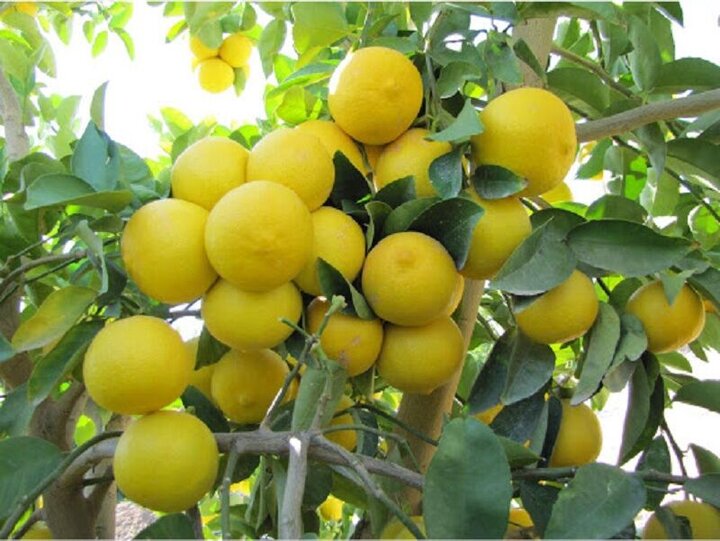 بهجت حقیقی: آغاز برداشت لیموشیرین در فارس آغاز شد