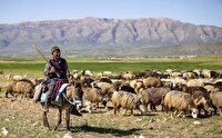 آغاز کوچ پاییزه عشایر در ممسنی