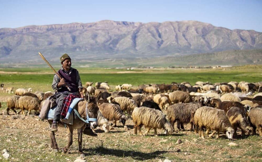 پیام فارس