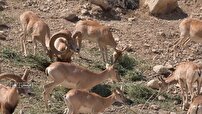 لارستان زیستگاه کوچکترین قوچ جهان