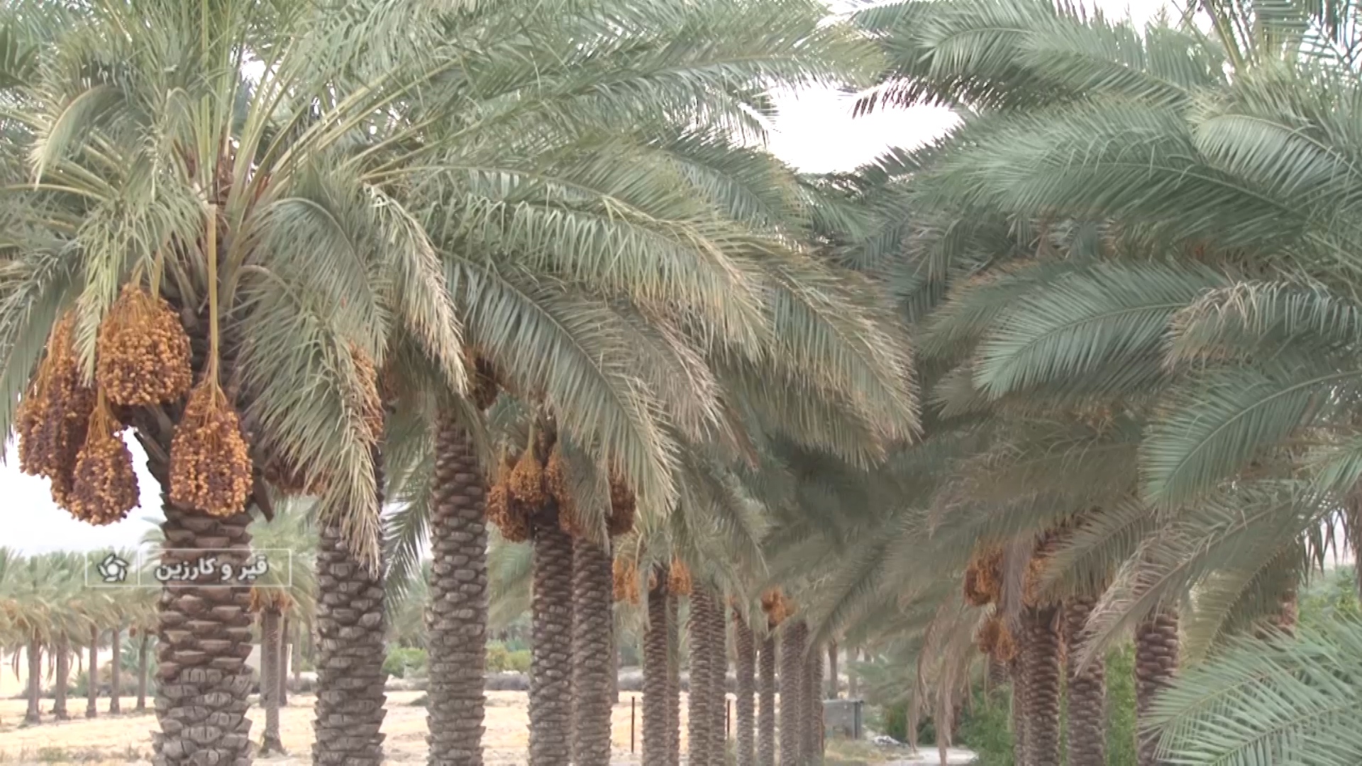 پیام فارس
