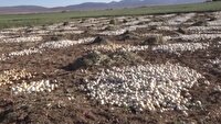 برداشت محصول پیاز از مزارع شهرستان آباده