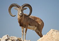 کاهش تعداد حیات وحش در منطقه لارستان