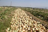 برداشت پیاز از مزارع شهرستان سپیدان