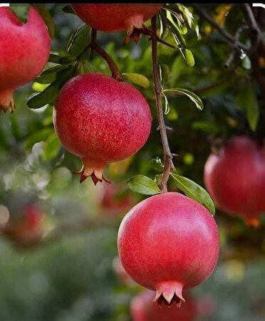 آغاز برداشت انار از باغ‌های شمال فارس