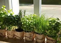 آموزش کاشت گیاهان دارویی به دانش آموزان در رستم