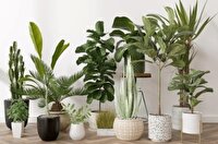 کدام گیاهان می‌تواند موجب بروز مسمومیت شود ؟