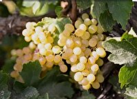 پایان برداشت انگور در شهرستان آباده