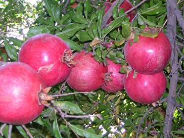 فارس ، بزرگ‌ترین تولیدکننده انار کشور