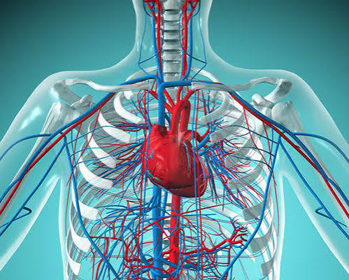 افراد چاق بیشتر به متخصص قلب و عروق مراجعه میکنند یا سیگاریها؟