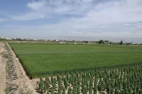 کشت گندم آبی در 11 هزار هکتار زمین‌های مُهر