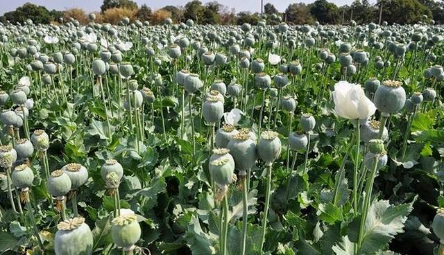 نقطه پایان بر مقوله «کشت خشخاش»