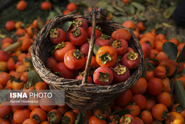پیش‌بینی تولید ۳۵۰۰ تُن خرمالو در فارس