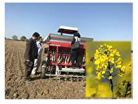 کشت دانه روغنی کلزا در ۵۰۰ هکتار از زمین‌های کشاورزی مُهر