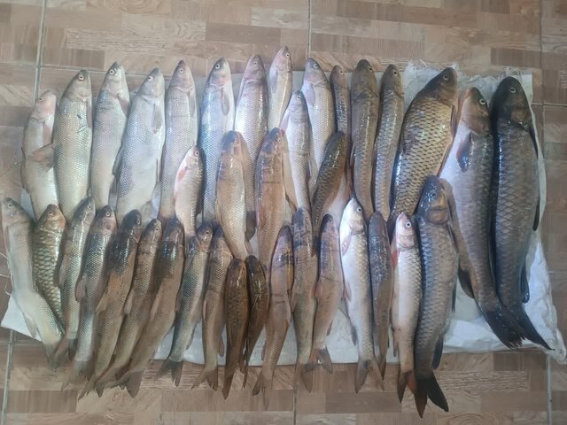 دستگیری متخلفان صید غیرمجاز در سد سلمان فارسی