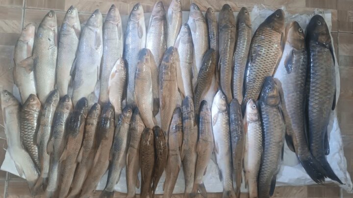 متخلفان صید غیرمجاز در سد سلمان فارسی دستگیر شدند