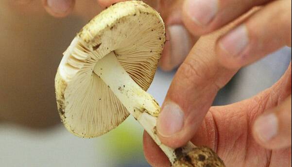 هشدار؛ مصرف این قارچ‌ها جانتان را تهدید می‌کند/ علائم مسمومیت