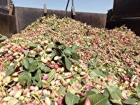 پسته آباده در راه بازار