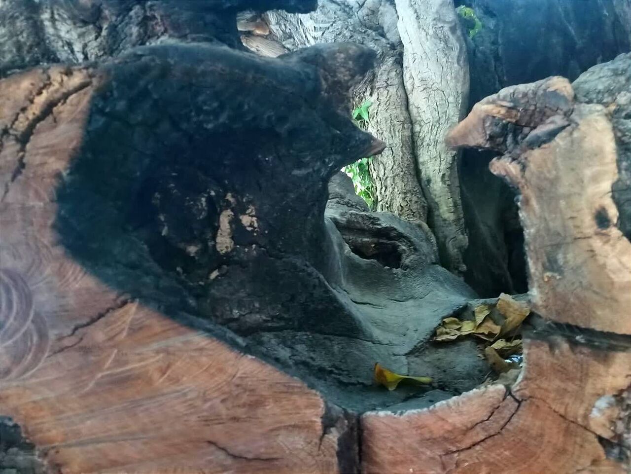 واکاوی یک شکاف حفاظتی در سرنوشت درخت کهنسال اقلید