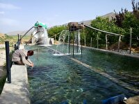 رهاسازی ۷ هزار قطعه بچه‌ماهی در استخر‌های کشاورزی جهرم