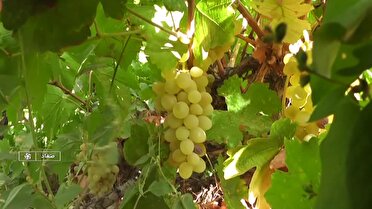 تکاپوی زندگی در میان تاکستان‌های صغاد آباده