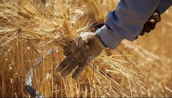 بیش از ۹۹ هزار تن کود بین کشاورزان گندم‌کار فارس توزیع شد