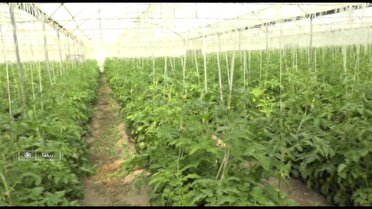 پیشتازی بیضا در تولید محصولات گلخانه ای فارس