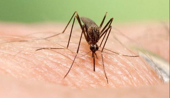 گسترش فعالیت پشه آئدس با بارش‌های پاییزی/ هشدار گسترش تب دنگی در این مناطق