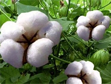 رتبه نخست فارس در تولید پنبه کشور