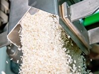 تبدیل سالیانه بیش از ۲۵ هزار تن شلتوک به برنج در بیضا