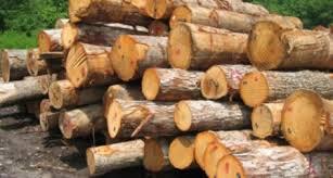 کشف ۵۷ تُن چوب جنگلی در کازرون