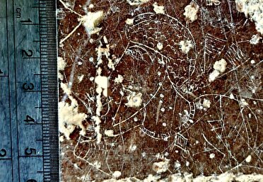 کشف نگاره سوزنی در صخره‌های شهر استخر فارس