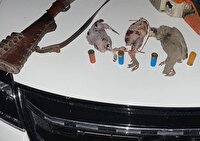 دستگیری متخلف شکار در ارتفاعات دشت برم کازرون