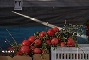 جشنواره ملی انار و خرمالو در شیراز