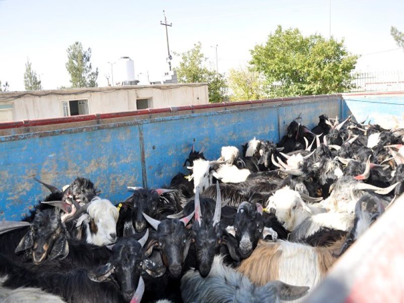 کشف ۷۹ راس احشام فاقد مجوز در شهرستان اوز