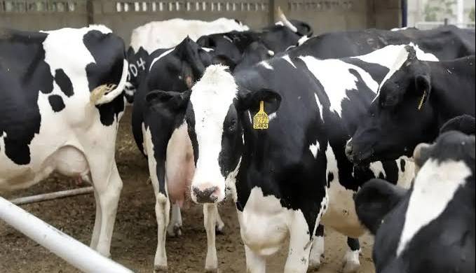 «تب برفکی» به انسان منتقل نمی‌شود / محصولات دام‌های مبتلا وارد بازار نمی‌شود