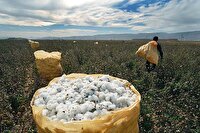 برداشت پنبه از ۱۰۷ هکتار زمین‌های جهرم