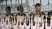 بازگشت کشتارگاه صنعتی مرغ ممسنی به چرخه تولید