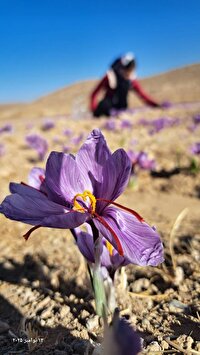 برداشت طلای سرخ از ۱۰۰ هکتار زمین‌های نی ریز