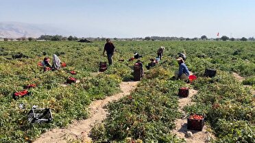 برداشت گوجه فرنگی از مزارع شهرستان مُهر