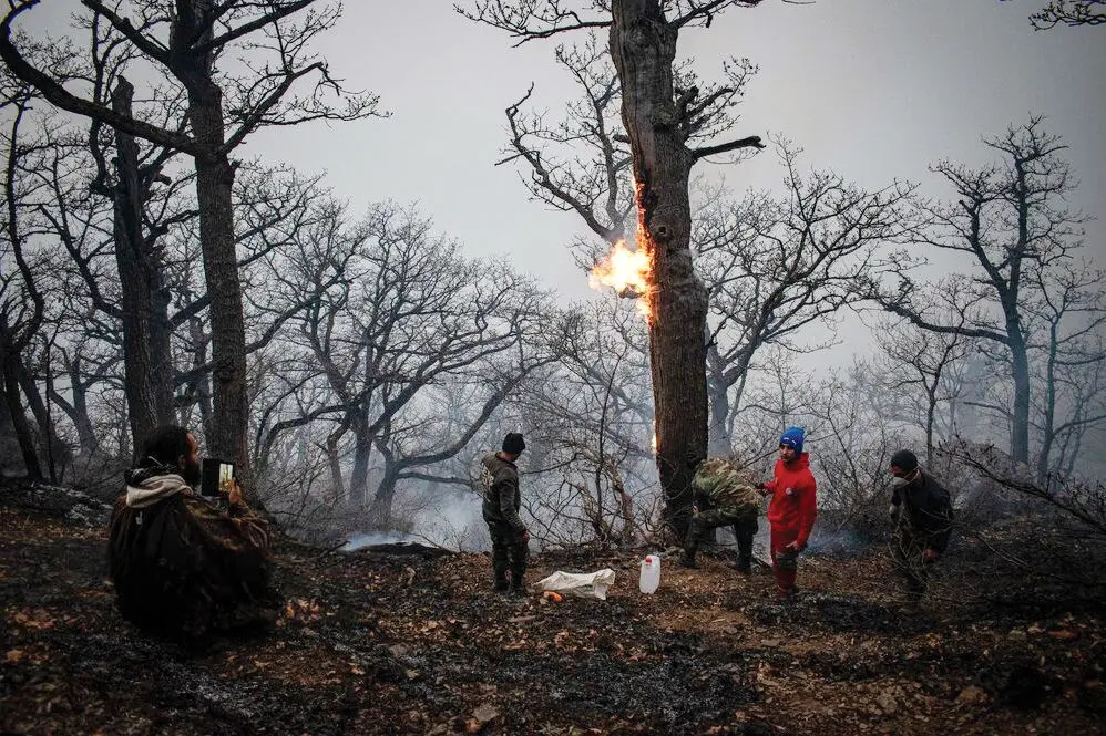 بالگردها دیر رسیدند، جنگل بیابان شد