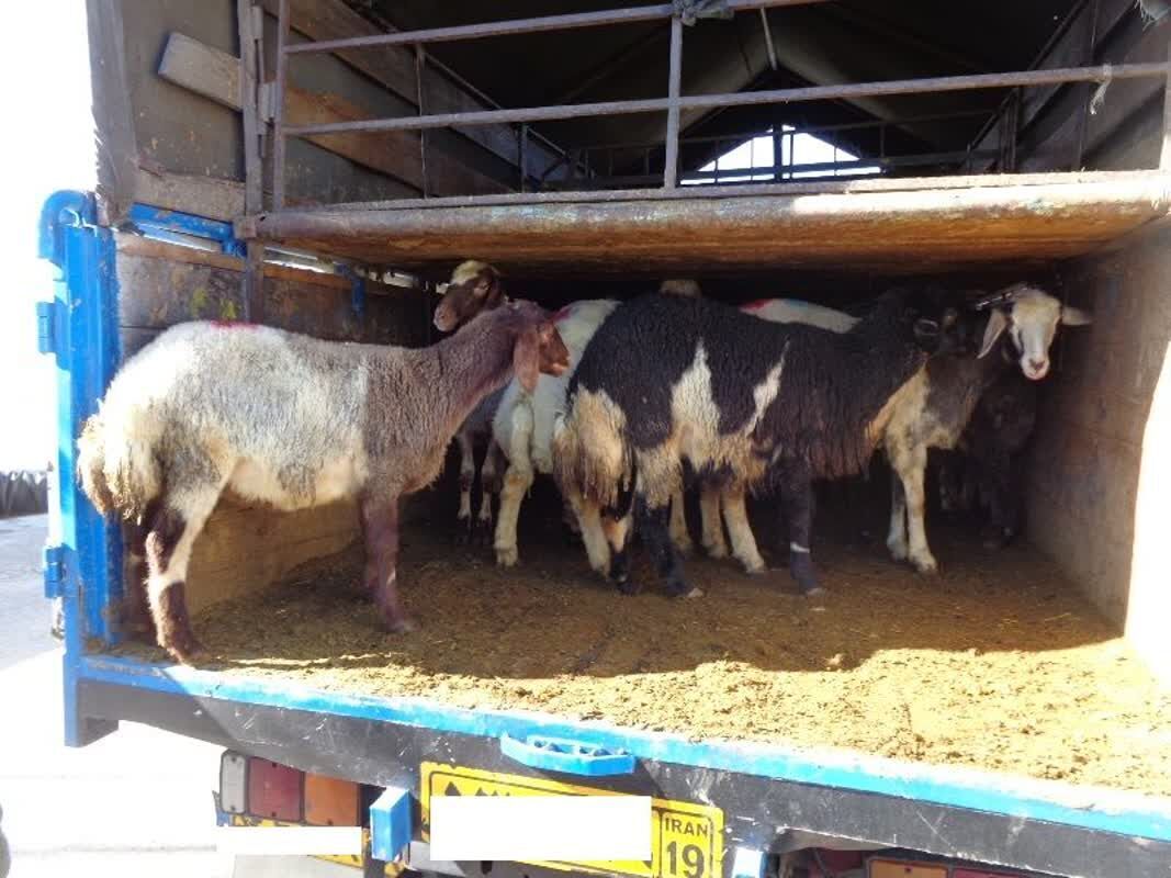 توقیف وانت نیسان با ۴۰ راس گوسفند قاچاق