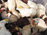 کشف ۳۰ راس دام سبک قاچاق در سروستان